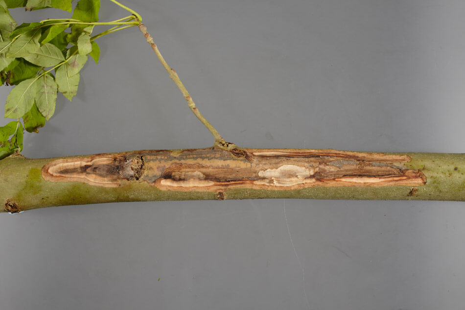 Ash Dieback