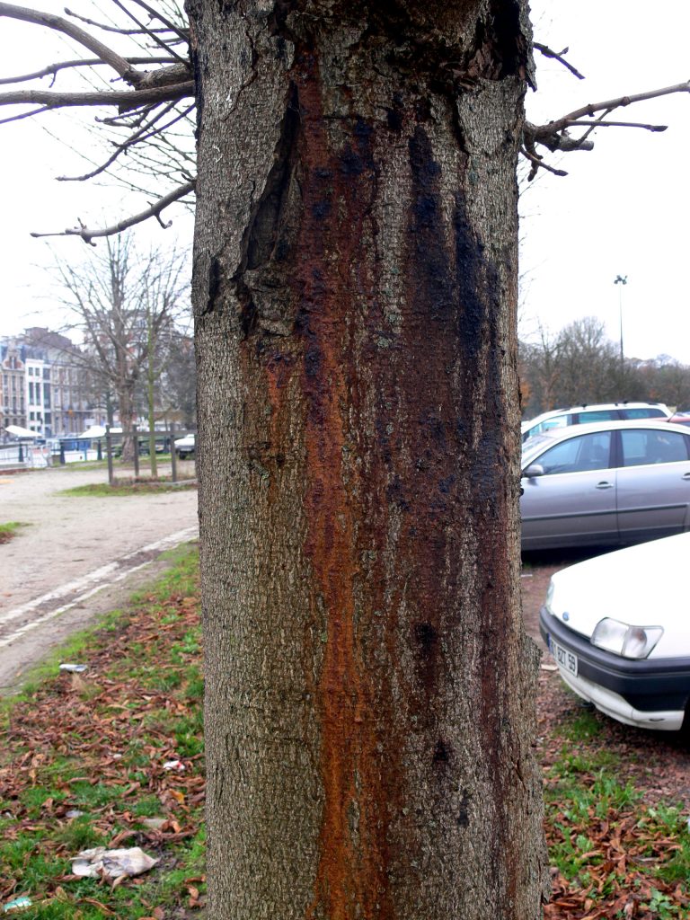 Bleeding Canker of Horse Chestnut