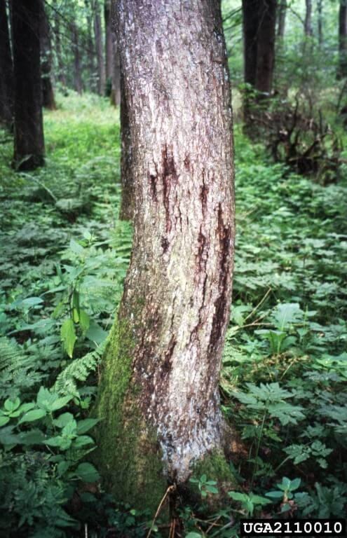 Phytophthora Disease of Alder