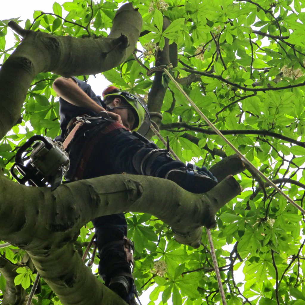 Best rigging gear for arborists