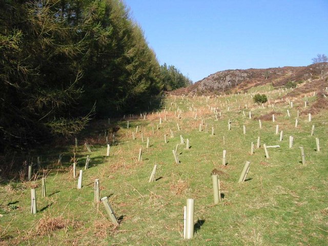 Tree Density and Spacing