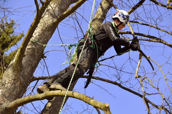 Tree Pruning