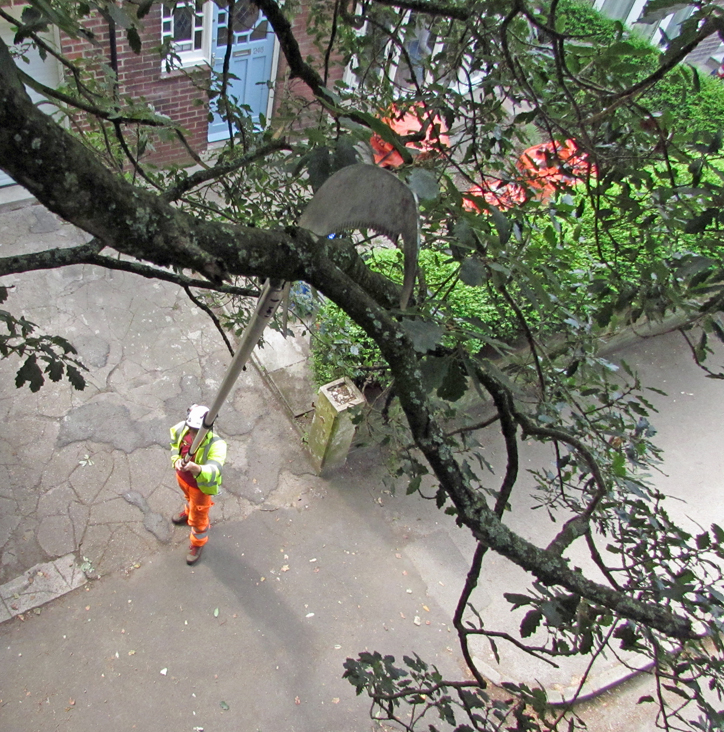 Tree Pruning with Pole Saw