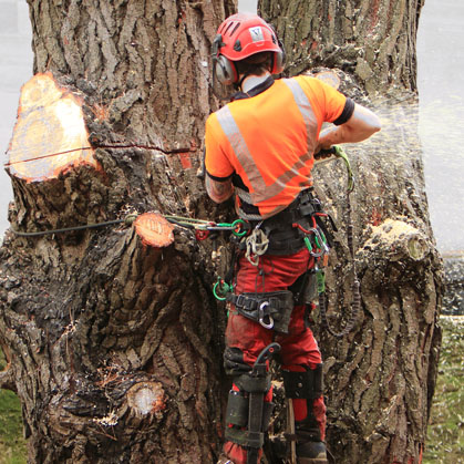 What does an arborist do?