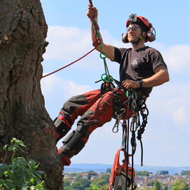 TreeMotion Climbing Harness