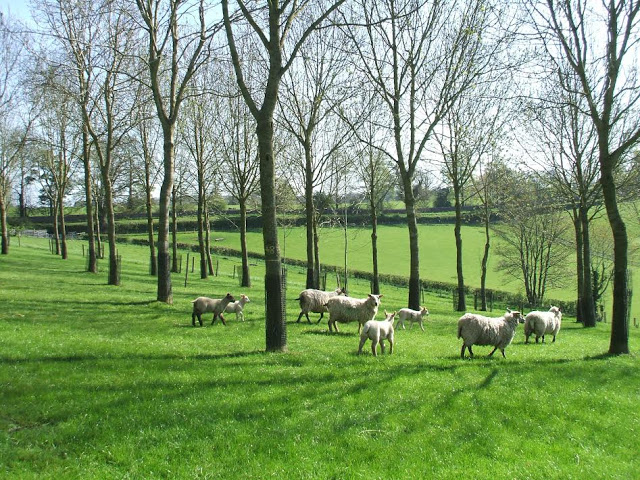 Agroforestry