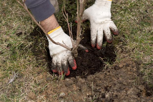 How To Plant A Tree