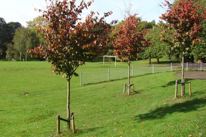 Tree planting