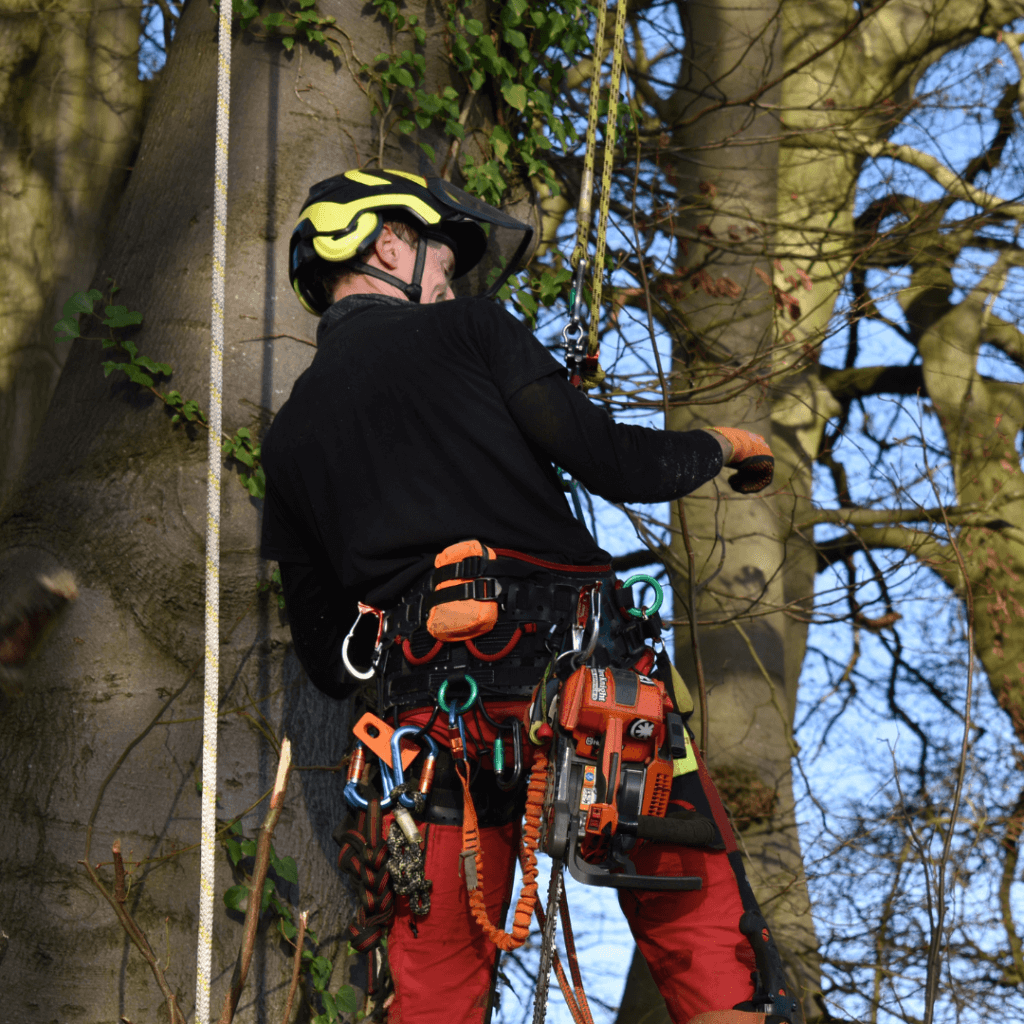 Arborist Tree Climbing Gear & Supplies
